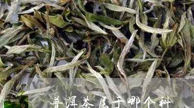 普洱茶属于哪个科/2023031785048