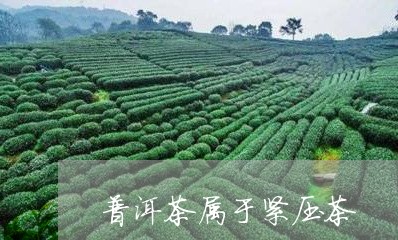 普洱茶属于紧压茶/2023041105160