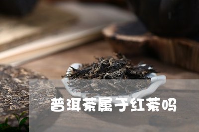 普洱茶属于红茶吗/2023041476461