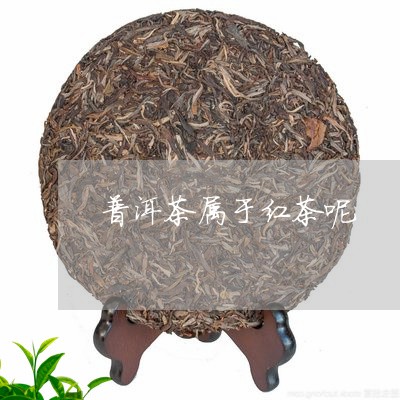 普洱茶属于红茶呢/2023033047474