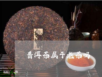 普洱茶属于老茶吗/2023031656173