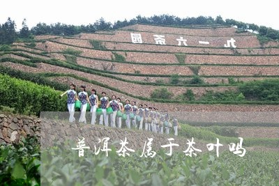 普洱茶属于茶叶吗/2023031793705