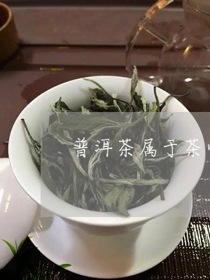 普洱茶属于茶叶吗/2023041307470