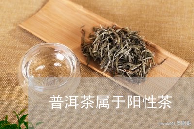 普洱茶属于阳性茶/2023031871726