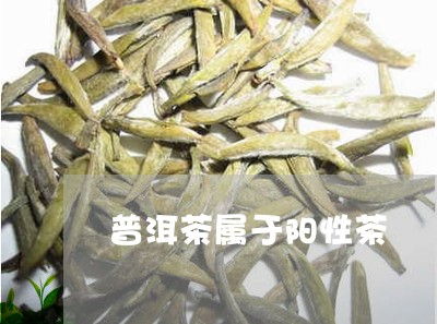 普洱茶属于阳性茶/2023041335715