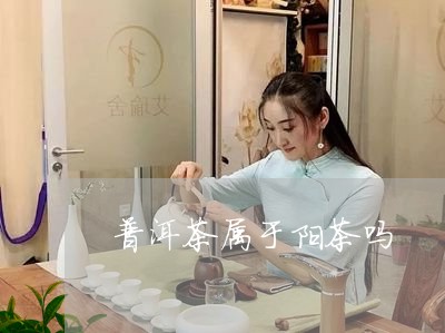 普洱茶属于阳茶吗/2023041115026