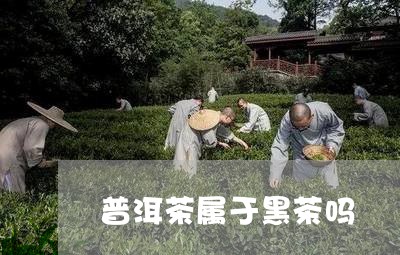 普洱茶属于黑茶吗/2023041428493