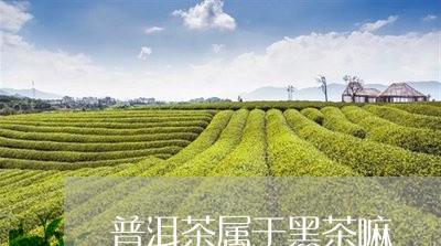 普洱茶属于黑茶嘛/2023031652936