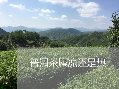 普洱茶属凉还是热/2023041392037