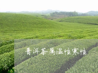 普洱茶属温性寒性/2023033183726