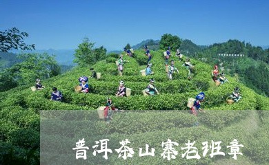 普洱茶山寨老班章/2023031773916