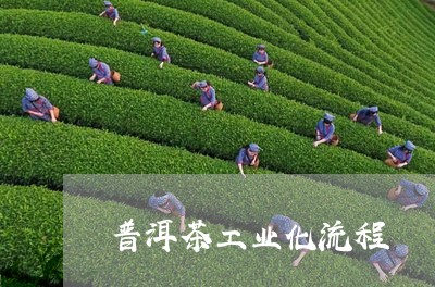 普洱茶工业化流程/2023031711814