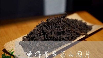 普洱茶帝茶山图片/2023041064927