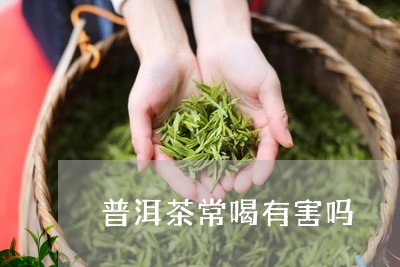 普洱茶常喝有害吗/2023041364937