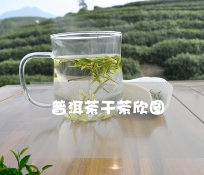 普洱茶干茶欣图/2023041328528