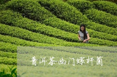 普洱茶幽门螺杆菌/2023041276352