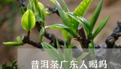 普洱茶广东人喝吗/2023031673836