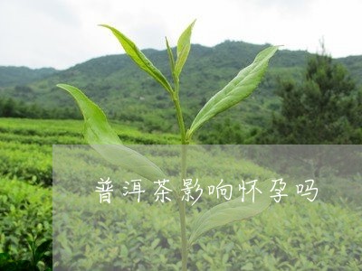 普洱茶影响怀孕吗/2023041377350