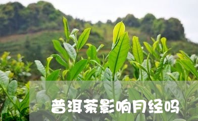 普洱茶影响月经吗/2023041349392