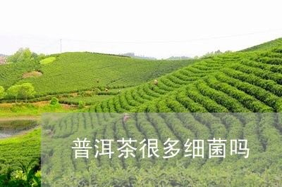 普洱茶很多细菌吗/2023031683713