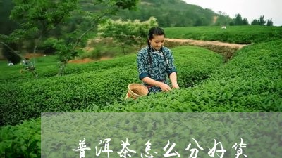 普洱茶怎么分好货/2023031664959