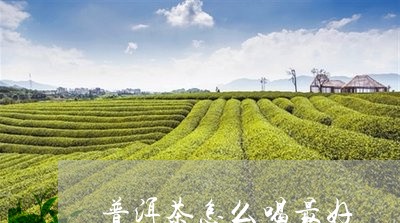 普洱茶怎么喝最好/2023031849281