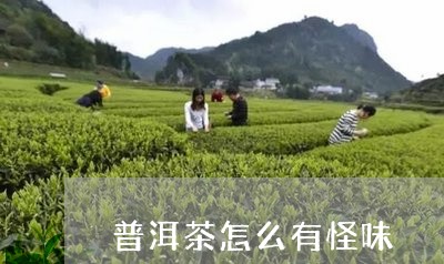 普洱茶怎么有怪味/2023041001583