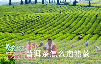 普洱茶怎么泡熟茶/2023041199583