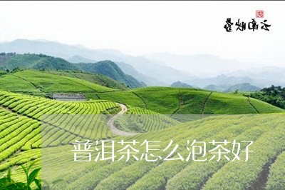 普洱茶怎么泡茶好/2023041451804