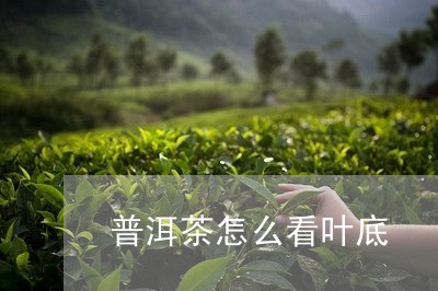 普洱茶怎么看叶底/2023033109695