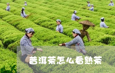 普洱茶怎么看熟茶/2023041377470