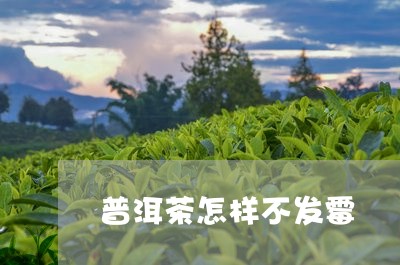 普洱茶怎样不发霉/2023041061037