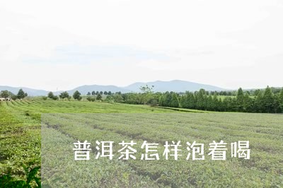 普洱茶怎样泡着喝/2023041308279