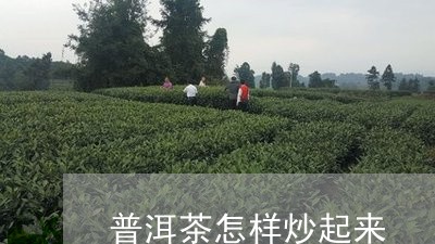 普洱茶怎样炒起来/2023033169470