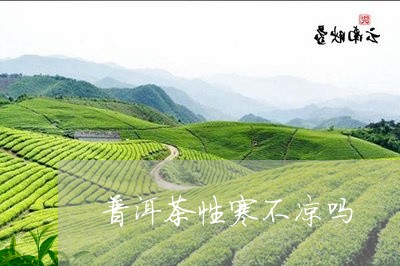 普洱茶性寒不凉吗/2023031716392