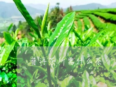 普洱茶所需什么茶/2023041250714