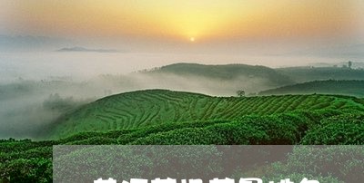 普洱茶投茶量排名/2023041147359