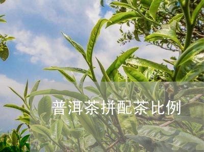 普洱茶拼配茶比例/2023031873814