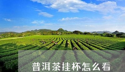 普洱茶挂杯怎么看/2023033196382