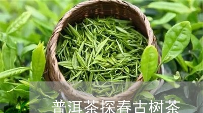 普洱茶探春古树茶/2023031693905