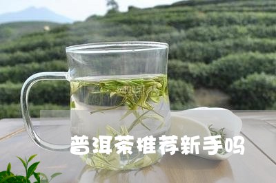 普洱茶推荐新手吗/2023031884137