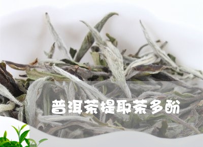 普洱茶提取茶多酚/2023041050595