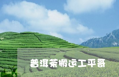 普洱茶搬运工平哥/2023031837139