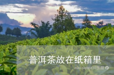 普洱茶放在纸箱里/2023040950823