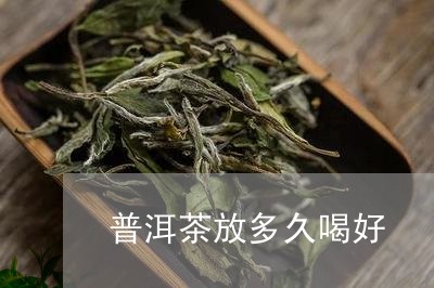 普洱茶放多久喝好/2023041068513