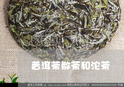 普洱茶散茶和沱茶/2023041181605