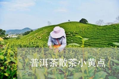 普洱茶散茶小黄点/2023041114038