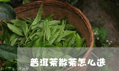 普洱茶散茶怎么选/2023031606470