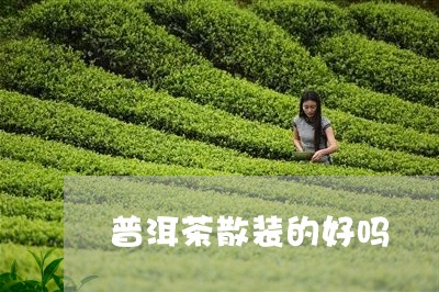 普洱茶散装的好吗/2023031759917