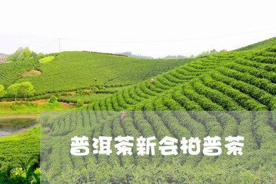 普洱茶新会柑普茶/2023041128250